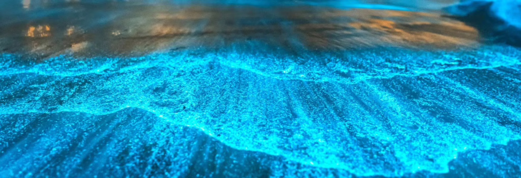 Holbox bioluminescent beach