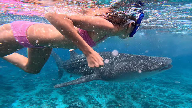 Girl swimming with a whale shark