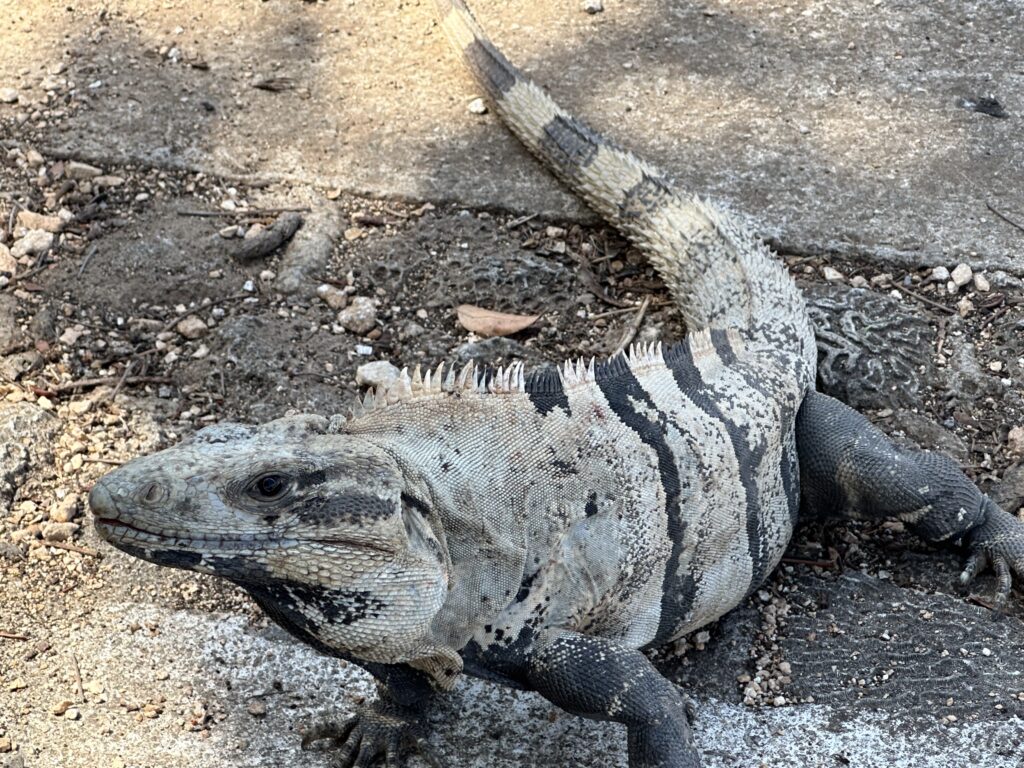 Lagarto en Puerto Aventuras